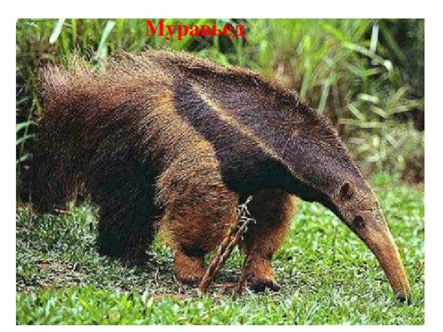 Муравьед 