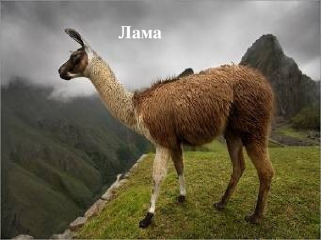 Лама 