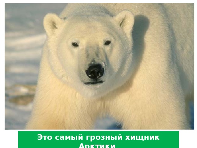 Это самый грозный хищник Арктики 