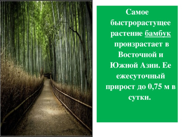 Самое быстрорастущее растение бамбук  произрастает в Восточной и Южной Азии. Ее ежесуточный прирост до 0,75 м в сутки. 