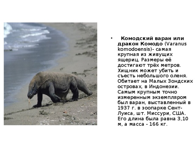 Голубой кит  весит 150 тонн, - это самое крупное млекопитающее на Земле 