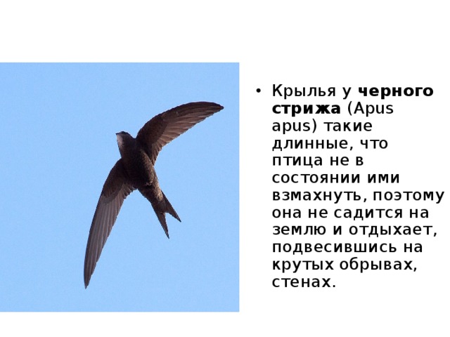   Комодский варан или дракон Комодо  (Varanus komodoensis)- самая крупная из живущих ящериц. Размеры её достигают трёх метров. Хищник может убить и съесть небольшого оленя. Обитает на Малых Зондских островах, в Индонезии. Самым крупным точно измеренным экземпляром был варан, выставленный в 1937 г. в зоопарке Сент-Луиса, шт. Миссури, США. Его длина была равна 3,10 м, а масса - 166 кг. 