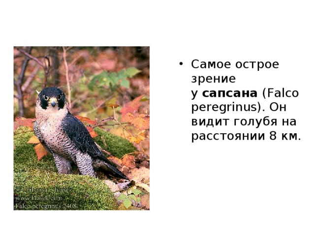 Крылья у  черного стрижа  (Apus apus) такие длинные, что птица не в состоянии ими взмахнуть, поэтому она не садится на землю и отдыхает, подвесившись на крутых обрывах, стенах. 