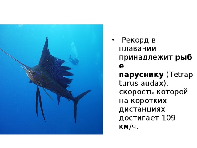 Бледная поганка - самый опасный из ядовитых грибов.   Бледная поганка   содержит сильнейший яд  - фаллоидин, сохраняющий свою токсичность даже после варки при температуре 100°С. У бледной поганки все части одинаково ядовиты и каждая может вызвать смертельное отравление. 