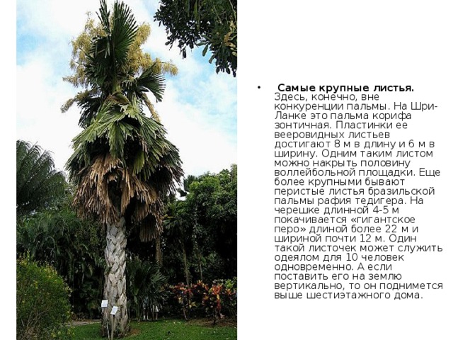   Рекорд в плавании принадлежит  рыбе паруснику  (Tetrapturus audax), скорость которой на коротких дистанциях достигает 109 км/ч. 