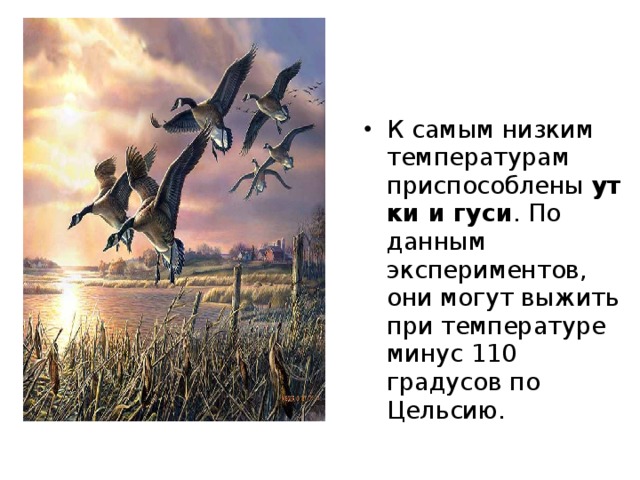 Растение с самыми крупными клубнями.  Среди растений с самыми крупными клубнями выделяется азиатский ямс. У этого культурного вида клубни имеют массу до 50 кг. Печеные или вареные, они по вкусу напоминают картошку. 