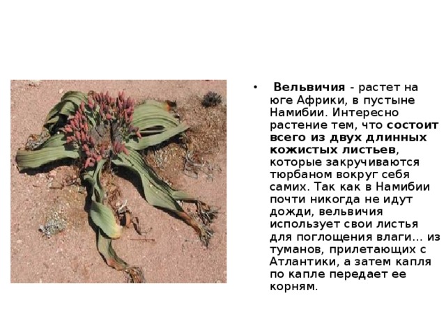 К самым низким температурам приспособлены  утки и гуси . По данным экспериментов, они могут выжить при температуре минус 110 градусов по Цельсию. 