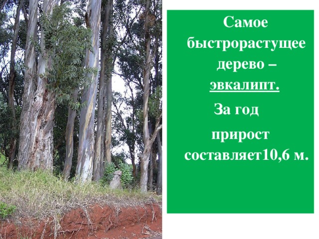     Самое быстрорастущее дерево – эвкалипт.  За год   прирост составляет10,6 м. 