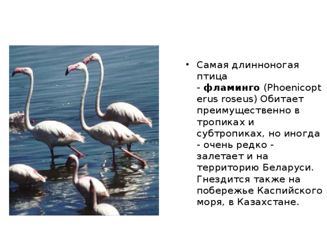 Самое маленькое растение.  Самым маленьким растением на Земле ботаники единодушно признали вольфию бескорешковую, которая встречается в пресноводных водоемах Австралии, тропиков Старого Света и умеренной зоны северного полушария. Несколько редуцированных листьев вольфии вместе с однотычинковым цветком имеют общий размер 0,5-2 мм. 