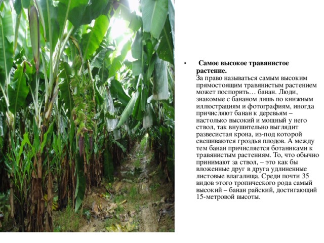   Растение с самыми большими цветами - Раффлезия Арнольда (Rafflesia arnoldii)  произрастает на о. Суматра. Поперечник цветка 90 см, вес цветка 9 кг. 