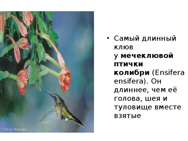   Самое высокое травянистое растение.  За право называться самым высоким прямостоящим травянистым растением может поспорить… банан. Люди, знакомые с бананом лишь по книжным иллюстрациям и фотографиям, иногда причисляют банан к деревьям – настолько высокий и мощный у него ствол, так внушительно выглядит развесистая крона, из-под которой свешиваются гроздья плодов. А между тем банан причисляется ботаниками к травянистым растениям. То, что обычно принимают за ствол, – это как бы вложенные друг в друга удлиненные листовые влагалища. Среди почти 35 видов этого тропического рода самый высокий – банан райский, достигающий 15-метровой высоты.  