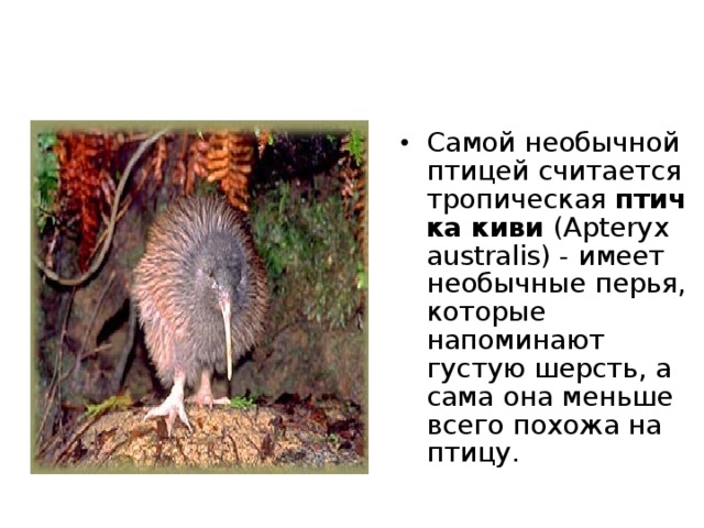 Испанские океанологи обнаружили на дне Средиземного моря (около Балеарских островов) самое большое в мире растение длиной более 8 км.        Предположительный возраст данного экземпляра - примерно 100 тысяч лет. Огромная колонию этого растения простирается на 700 км.     Обычно Посидонии растут большими колониями, образуя вместе с другими водорослями подводные луга в морских заливах и бухтах на глубине 30 - 50 м. Эти многолетние растения полностью погружены в воду. Они имеют довольно толстое и прочное моноподиальное ползучее корневище, от узлов которого отходят придаточные корни и короткие прямостоячие побеги, одетые у своего основания чехлом из волокон - остатков отмерших листьев.     В последнее время колонии Посидоний - одного из самых древних растений на планете стали сокращаться из-за ухудшающейся экологии. 