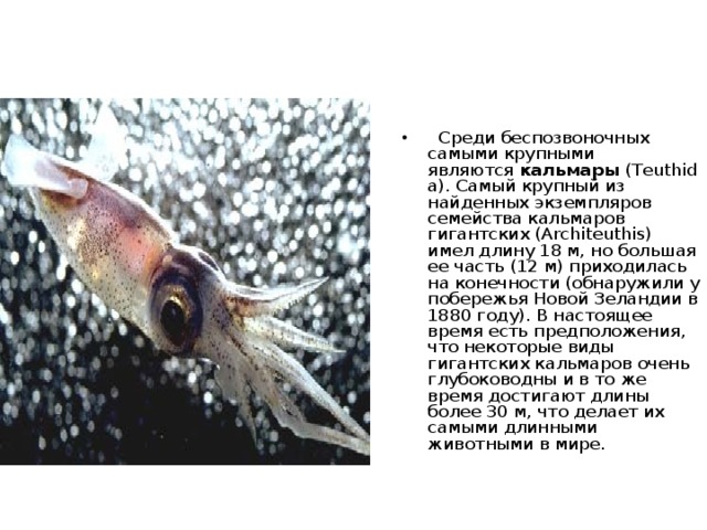 Самой необычной птицей считается тропическая  птичка киви  (Apteryx australis) - имеет необычные перья, которые напоминают густую шерсть, а сама она меньше всего похожа на птицу. 