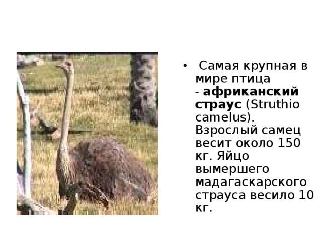   Среди беспозвоночных самыми крупными являются  кальмары  (Teuthida). Самый крупный из найденных экземпляров семейства кальмаров гигантских (Architeuthis) имел длину 18 м, но большая ее часть (12 м) приходилась на конечности (обнаружили у побережья Новой Зеландии в 1880 году). В настоящее время есть предположения, что некоторые виды гигантских кальмаров очень глубоководны и в то же время достигают длины более 30 м, что делает их самыми длинными животными в мире. 