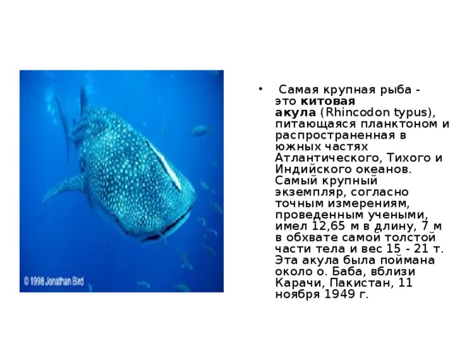   Самая крупная в мире птица -  африканский страус  (Struthio camelus). Взрослый самец весит около 150 кг. Яйцо вымершего мадагаскарского страуса весило 10 кг. 
