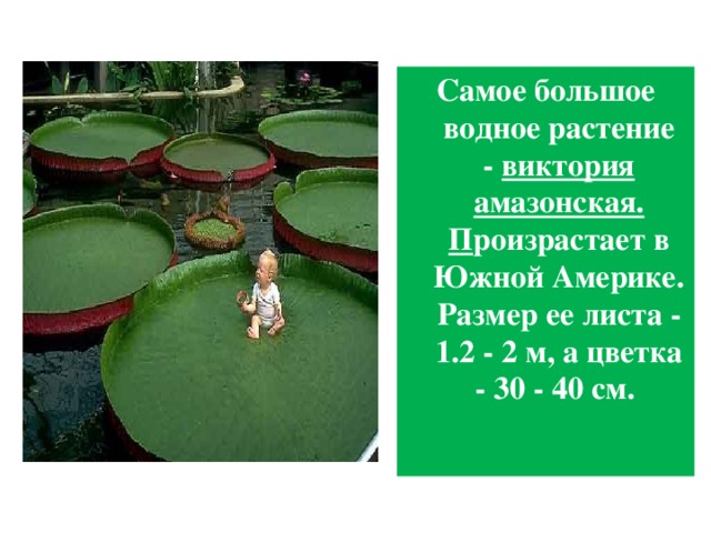 Самое большое водное растение -  виктория амазонская. П роизрастает в Южной Америке. Размер ее листа - 1.2 - 2 м, а цветка - 30 - 40 см. 