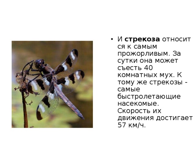   Самая крупная рыба - это  китовая акула  (Rhincodon typus), питающаяся планктоном и распространенная в южных частях Атлантического, Тихого и Индийского океанов. Самый крупный экземпляр, согласно точным измерениям, проведенным учеными, имел 12,65 м в длину, 7 м в обхвате самой толстой части тела и вес 15 - 21 т. Эта акула была поймана около о. Баба, вблизи Карачи, Пакистан, 11 ноября 1949 г. 