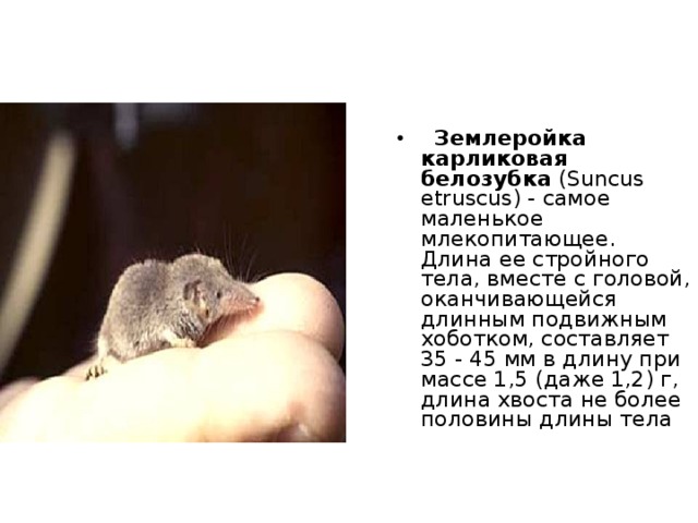 И  стрекоза  относится к самым прожорливым. За сутки она может съесть 40 комнатных мух. К тому же стрекозы - самые быстролетающие насекомые. Скорость их движения достигает 57 км/ч. 