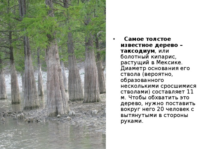    Землеройка карликовая белозубка  (Suncus etruscus) - самое маленькое млекопитающее. Длина ее стройного тела, вместе с головой, оканчивающейся длинным подвижным хоботком, составляет 35 - 45 мм в длину при массе 1,5 (даже 1,2) г, длина хвоста не более половины длины тела 