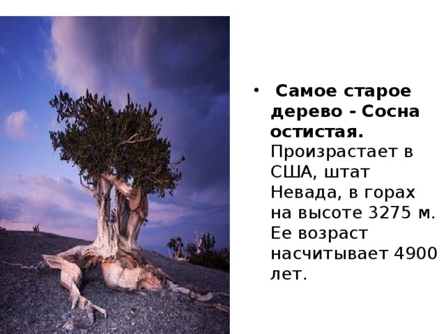    Самое толстое известное дерево – таксодиум , или болотный кипарис, растущий в Мексике. Диаметр основания его ствола (вероятно, образованного несколькими сросшимися стволами) составляет 11 м. Чтобы обхватить это дерево, нужно поставить вокруг него 20 человек с вытянутыми в стороны руками. 