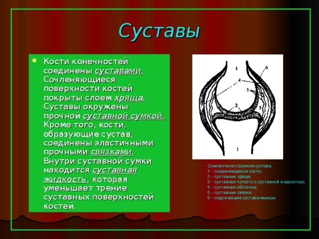 Суставы Кости конечностей соединены суставами. Сочленяющиеся поверхности костей покрыты слоем хряща. Суставы окружены прочной суставной сумкой. Кроме того, кости, образующие сустав, соединены эластичными прочными связками. Внутри суставной сумки находится суставная жидкость , которая уменьшает трение суставных поверхностей костей. Схематичное строение сустава. 1 – соединяющиеся кости; 2 – суставные хрящи; 3 – суставная полость с суставной жидкостью; 4 – суставная оболочка; 5 – суставные связки; 6 – окружающие суставы мышцы. 