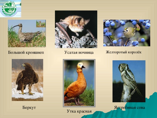 Усатая ночница Большой кроншнеп Желторотый королёк  Беркут Ястребиная сова Утка красная