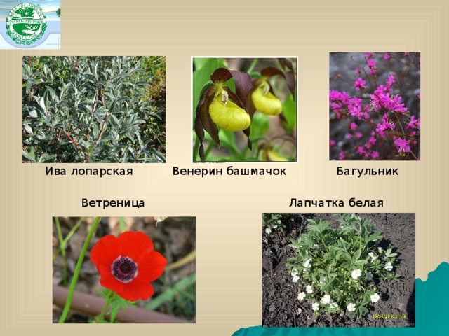 Ива лопарская Венерин башмачок Багульник  Ветреница Лапчатка белая