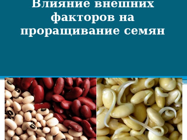 Влияние внешних факторов на проращивание семян