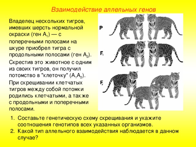 Сколько хромосом у кошек