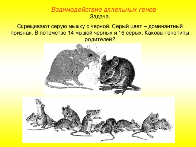 Взаимодействие аллельных генов Задача. Скрещивают серую мышку с черной. Серый цвет – доминантный признак. В потомстве 14 мышей черных и 16 серых. Каковы генотипы родителей?  