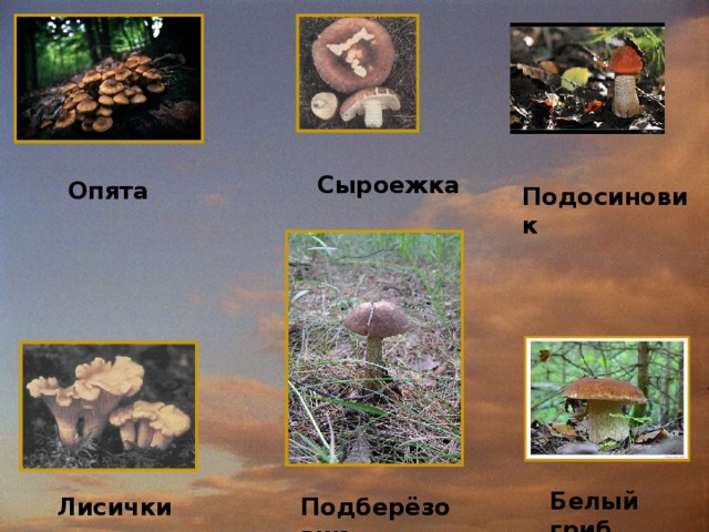 Сыроежка Опята Подосиновик Белый гриб Лисички Подберёзовик  