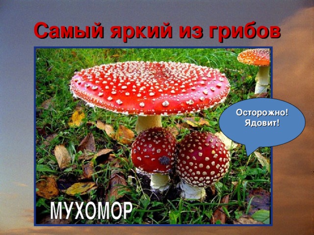 Самый яркий из грибов Осторожно! Ядовит! 