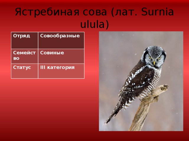 Családi - Bull's Eye - Bika szeme