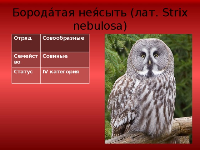 Рассмотрите изображение серой неясыти выберите характеристики соответствующие внешнему строению