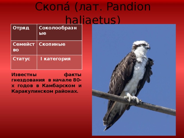 Красная книга удмуртии животные презентация
