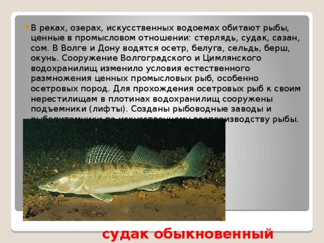 В реках, озерах, искусственных водоемах обитают рыбы, ценные в промысловом отношении: стерлядь, судак, сазан, сом. В Волге и Дону водятся осетр, белуга, сельдь, берш, окунь. Сооружение Волгоградского и Цимлянского водохранилищ изменило условия естественного размножения ценных промысловых рыб, особенно осетровых пород. Для прохождения осетровых рыб к своим нерестилищам в плотинах водохранилищ сооружены подъемники (лифты). Созданы рыбоводные заводы и рыбопитомники по искусственному воспроизводству рыбы. судак обыкновенный 