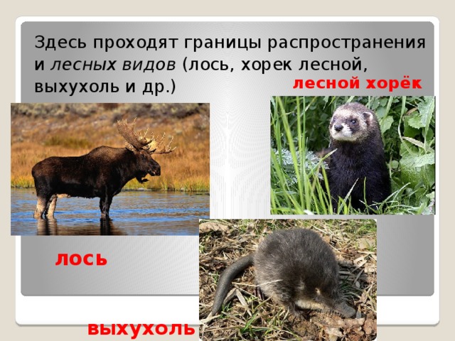 Здесь проходят границы распространения и лесных видов (лось, хорек лесной, выхухоль и др.) лесной хорёк лось выхухоль 