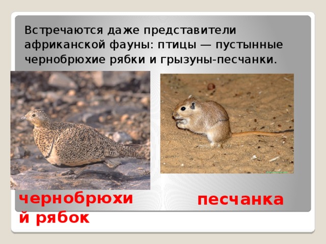 Встречаются даже представители африканской фауны: птицы — пустынные чернобрюхие рябки и грызуны-песчанки. песчанка чернобрюхий рябок 
