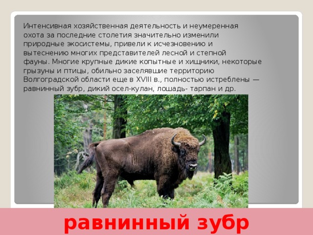 Интенсивная хозяйственная деятельность и неумеренная охота за последние столетия значительно изменили природные экосистемы, привели к исчезновению и вытеснению многих представителей лесной и степной фауны. Многие крупные дикие копытные и хищники, некоторые грызуны и птицы, обильно заселявшие территорию Волгоградской области еще в ХVIII в., полностью истреблены — равнинный зубр, дикий осел-кулан, лошадь- тарпан и др. равнинный зубр 