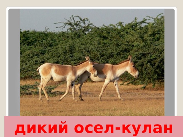 дикий осел-кулан 