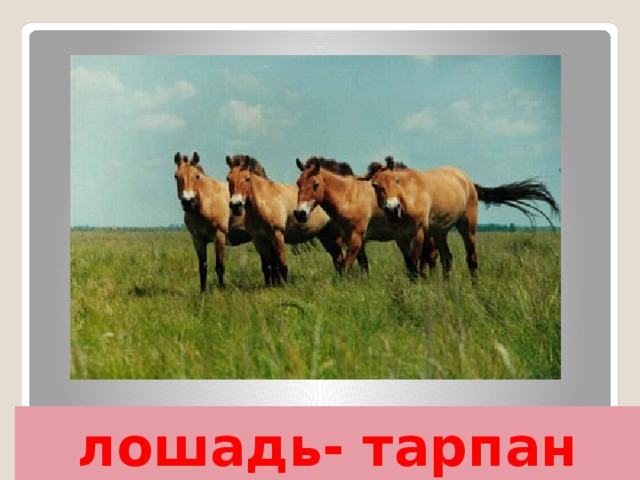 лошадь- тарпан 