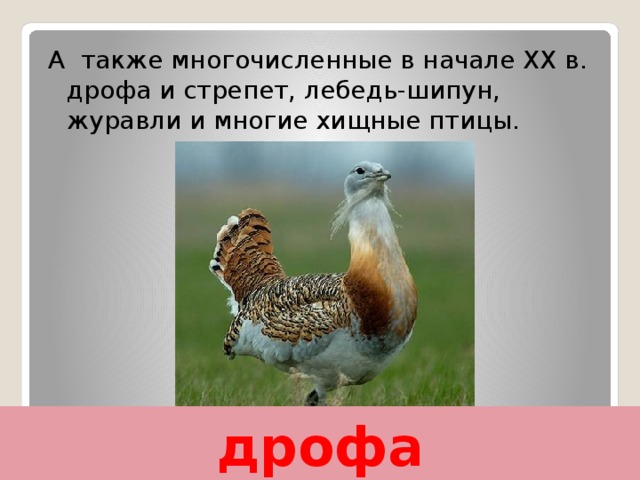 А также многочисленные в начале XX в. дрофа и стрепет, лебедь-шипун, журавли и многие хищные птицы. дрофа 