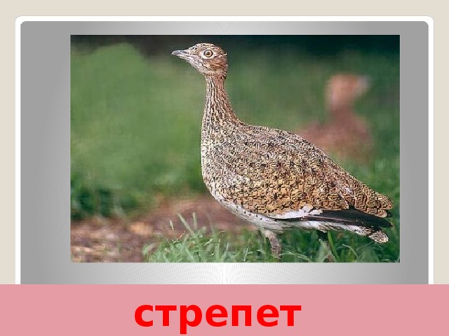 стрепет 