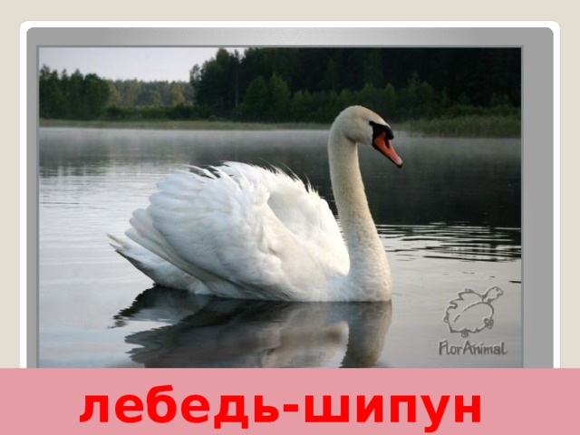 лебедь-шипун 