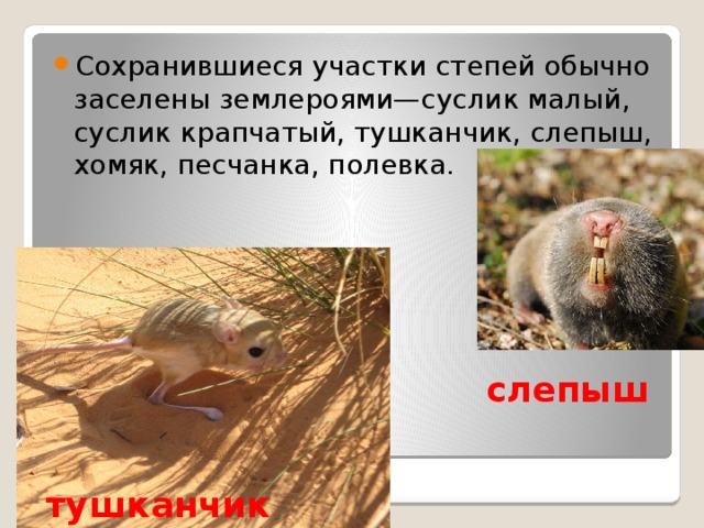 Сохранившиеся участки степей обычно заселены землероями—суслик малый, суслик крапчатый, тушканчик, слепыш, хомяк, песчанка, полевка. слепыш тушканчик 