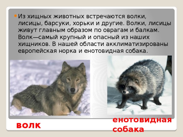Из хищных животных встречаются волки, лисицы, барсуки, хорьки и другие. Волки, лисицы живут главным образом по оврагам и балкам. Волк—самый крупный и опасный из наших хищников. В нашей области акклиматизированы европейская норка и енотовидная собака. волк енотовидная собака 