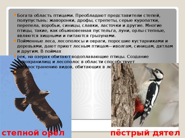 Богата область птицами. Преобладают представители степей, полупустынь: жаворонки, дрофы, стрепеты, серые куропатки, перепела, воробьи, синицы, славки, ласточки и другие. Многие птицы, такие, как обыкновенная пустельга, луни, орлы степные, являются хищными и питаются грызунами. Пойменные леса, лесополосы и овраги, поросшие кустарниками и деревьями, дают приют лесным птицам—иволгам, синицам, дятлам и другим. В поймах рек, на озерах обитают водоплавающие птицы. Создание водохранилищ и лесополос в области способствует распространению видов, обитающих в лесах и на водоемах. . степной орёл пёстрый дятел 