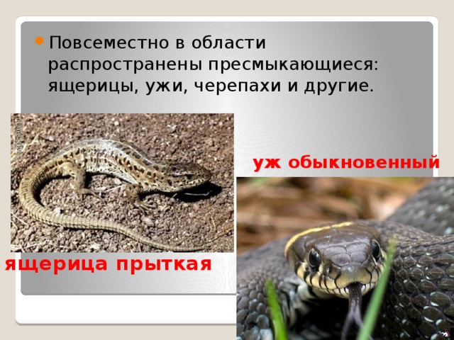 Повсеместно в области распространены пресмыкающиеся: ящерицы, ужи, черепахи и другие. уж обыкновенный ящерица прыткая 