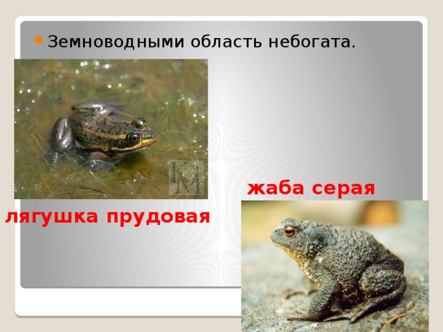 Земноводными область небогата. жаба серая лягушка прудовая 