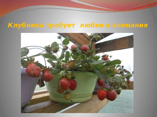 Клубника требует любви и внимания 